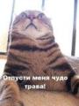 Аватара пользователя
